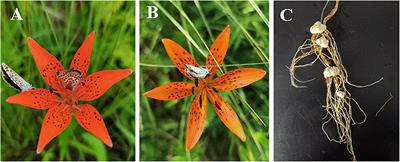 Nutrition regulates sex expression in a gender diphasy plant, Lilium concolor var. megalanthum